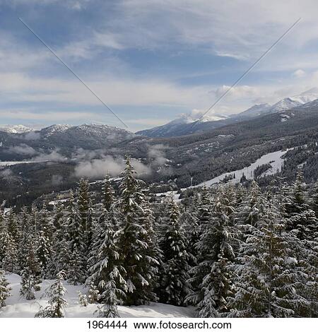 snow covered trees in a forest in the foothills of the mountains; whistler, british columbia, canada View Large Photo Image Picture - snow covered trees in a forest in the foothills of the mountains; whistler, british columbia, canada. Fotosearch