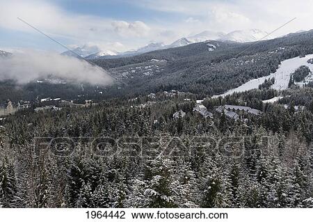 snow covered trees in a forest in the foothills of the mountains; whistler, british columbia, canada View Large Photo Image Stock Image - snow covered trees in a forest in the foothills of the mountains; whistler, british columbia, canada. Fotosearch
