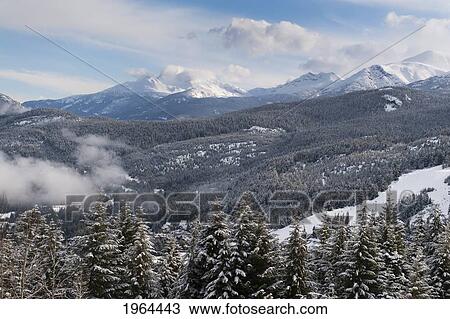 snow covered trees in a forest in the foothills of the mountains; whistler, british columbia, canada View Large Photo Image Stock Image - snow covered trees in a forest in the foothills of the mountains; whistler, british columbia, canada. Fotosearch