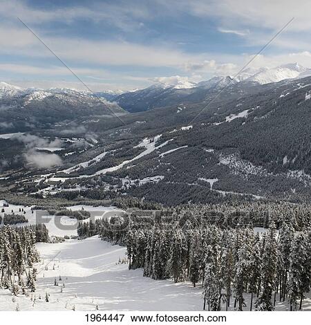 Stock Photo - snow covered trees in a forest in the foothills of the mountains; whistler, british columbia, canada. Fotosearch