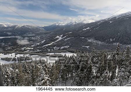 snow covered trees in a forest in the foothills of the mountains; whistler, british columbia, canada View Large Photo Image Stock Photography - snow covered trees in a forest in the foothills of the mountains; whistler, british columbia, canada. Fotosearch