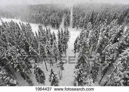 snow covered trees in a forest; whistler, british columbia, canada View Large Photo Image Stock Photo - snow covered trees in a forest; whistler, british columbia, canada. Fotosearch