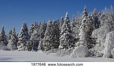 Stock Photo - snow covered trees in winter; bondville quebec canada. Fotosearch