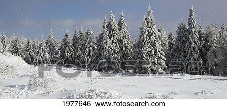 snow covered trees in winter; bondville quebec canada View Large Photo Image Stock Photograph - snow covered trees in winter; bondville quebec canada. Fotosearch