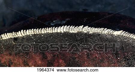 spiny crests along the back of a marine iguana (amblyrhynchus cristatus); galapagos, equador View Large Photo Image Picture - spiny crests along the back of a marine iguana (amblyrhynchus cristatus); galapagos, equador. Fotosearch
