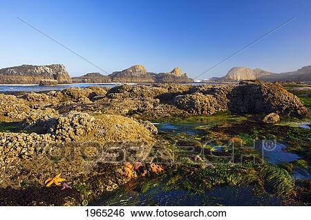starfish in the tide pools along the beach at seal rock state recreation site; oregon united states of america View Large Photo Image Stock Photograph - starfish in the tide pools along the beach at seal rock state recreation site; oregon united states of america. Fotosearch