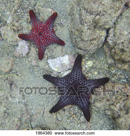 starfish underwater; galapagos, equador View Large Photo Image Stock Image - starfish underwater; galapagos, equador. Fotosearch
