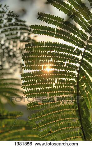 sun shining through acacia leaves; chiang mai thailand View Large Photo Image Stock Photograph - sun shining through acacia leaves; chiang mai thailand. Fotosearch