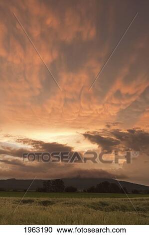Stock Image - sunset over a field; manitoba, canada. Fotosearch