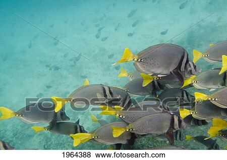 Stock Photo - surgeon fish (acanthuridae) swimming together; galapagos, equador. Fotosearch