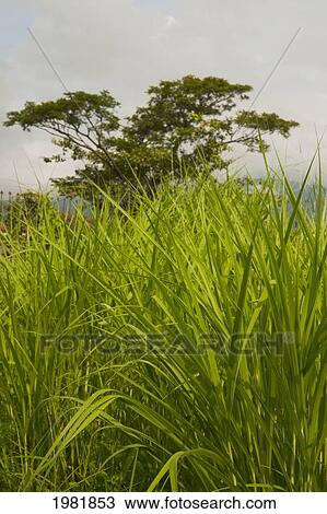 tall grass and a tree; chiang mai thailand View Large Photo Image Stock Image - tall grass and a tree; chiang mai thailand. Fotosearch