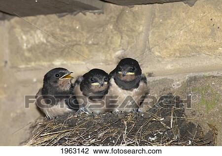 three baby birds in a nest; northumberland, england View Large Photo Image Stock Image - three baby birds in a nest; northumberland, england. Fotosearch