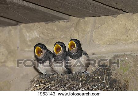 three baby birds in a nest with mouths open; northumberland, england View Large Photo Image Stock Image - three baby birds in a nest with mouths open; northumberland, england. Fotosearch