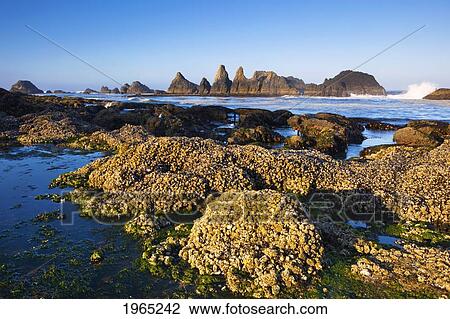 Stock Image - tide pools along the beach at seal rock state recreation site; oregon united states of america. Fotosearch