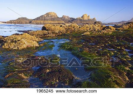 Stock Photography - tide pools along the beach at seal rock state recreation site; oregon united states of america. Fotosearch