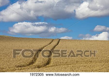 tire tracks in a wheat field; scottish borders scotland View Large Photo Image Stock Photography - tire tracks in a wheat field; scottish borders scotland. Fotosearch