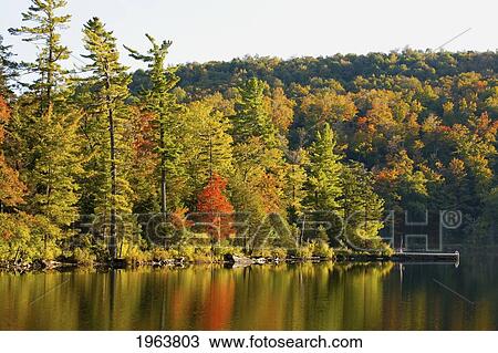 trees along a shoreline reflected in the water in autumn; ville de lac brome, quebec, canada View Large Photo Image Stock Image - trees along a shoreline reflected in the water in autumn; ville de lac brome, quebec, canada. Fotosearch
