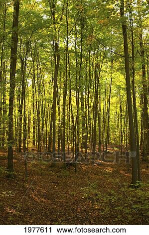 trees in a forest; brigham quebec canada View Large Photo Image Stock Image - trees in a forest; brigham quebec canada. Fotosearch