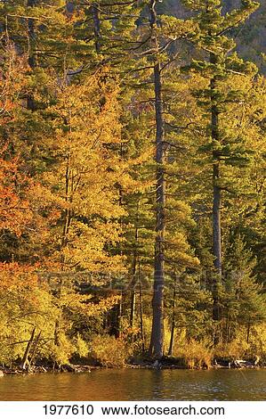 trees in autumn colours along baker pond; west bolton quebec canada View Large Photo Image Stock Image - trees in autumn colours along baker pond; west bolton quebec canada. Fotosearch