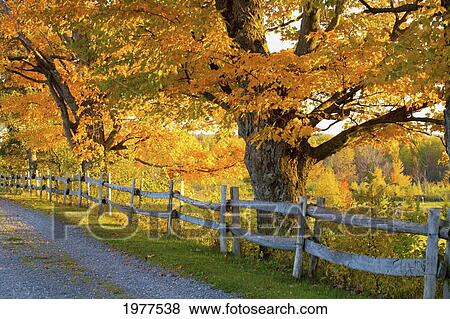 trees in autumn colours and a fence line a road; lawrenceville quebec canada View Large Photo Image Stock Photo - trees in autumn colours and a fence line a road; lawrenceville quebec canada. Fotosearch