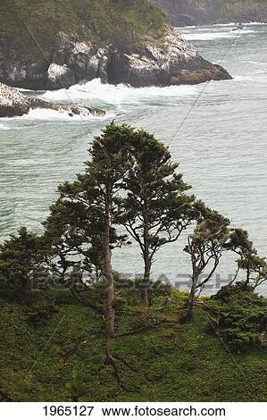 Stock Photo - trees on a hillside over a rocky coastline; heceta head oregon united states of america. Fotosearch