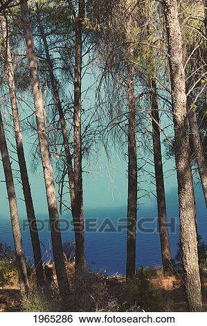 Stock Photograph - trees on the shore of guadalhorce dam; malaga province spain. Fotosearch