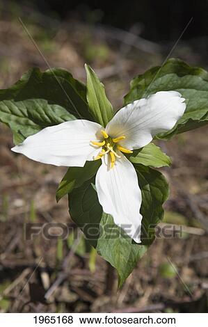 trillium (trillium grandiflorum); oregon united states of america View Large Photo Image Stock Photo - trillium (trillium grandiflorum); oregon united states of america. Fotosearch