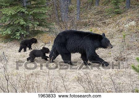 two black bear cubs following their mother in jasper national park; alberta, canada View Large Photo Image Stock Image - two black bear cubs following their mother in jasper national park; alberta, canada. Fotosearch