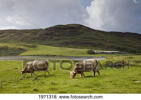 two cows grazing in a field; ardnamurchan argyl scotland View Large Photo Image Stock Photo - two cows grazing in a field; ardnamurchan argyl scotland. Fotosearch