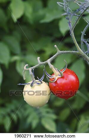 Stock Image - two different tomatoes growing on a plant; spain. Fotosearch
