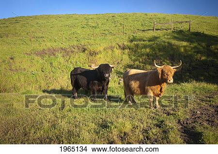 Picture - two heritage cows on green grass; petaluma california united states of america. Fotosearch