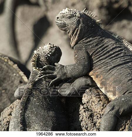two marine iguanas (amblyrhynchus cristatus) showing affection; galapagos, equador View Large Photo Image Stock Photograph - two marine iguanas (amblyrhynchus cristatus) showing affection; galapagos, equador. Fotosearch