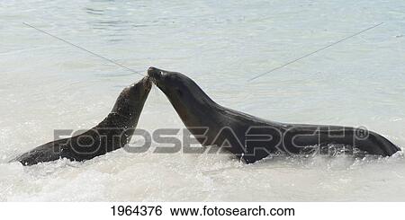 Stock Photograph - two sea lions (otariidae) kissing; galapagos, equador. Fotosearch