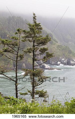 two trees on the edge over the ocean with a rocky coastline in the background; heceta head oregon united states of america View Large Photo Image Stock Photography - two trees on the edge over the ocean with a rocky coastline in the background; heceta head oregon united states of america. Fotosearch