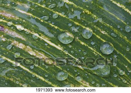 water drops on a plant leaf; northumberland england View Large Photo Image Stock Image - water drops on a plant leaf; northumberland england. Fotosearch