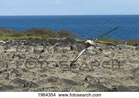 waved albatross (phoebastria irrorata); galapagos, equador View Large Photo Image Picture - waved albatross (phoebastria irrorata); galapagos, equador. Fotosearch