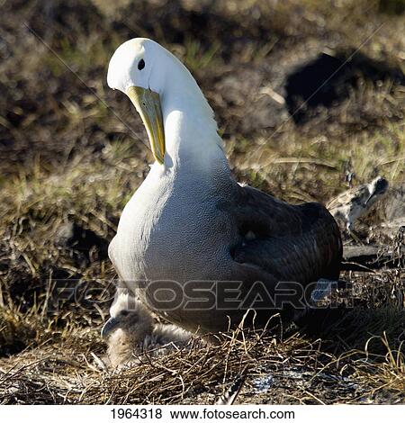 waved albatross (phoebastria irrorata) with a chick; galapagos, equador View Large Photo Image Stock Photo - waved albatross (phoebastria irrorata) with a chick; galapagos, equador. Fotosearch