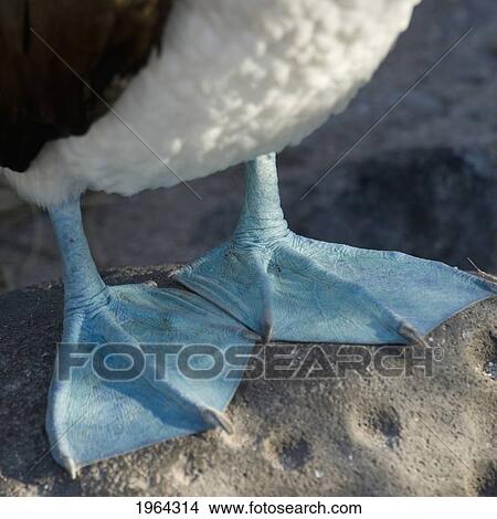 webbed feet of the blue-footed booby (sula nebouxii); galapagos, equador View Large Photo Image Picture - webbed feet of the blue-footed booby (sula nebouxii); galapagos, equador. Fotosearch