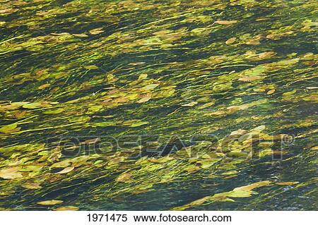 weeds in a river; dunmanway county cork ireland View Large Photo Image Stock Photography - weeds in a river; dunmanway county cork ireland. Fotosearch