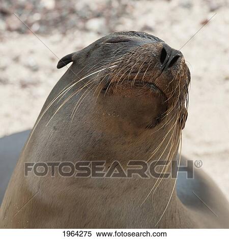 whiskers on the face of a fur seal (otariidae); galapagos, equador View Large Photo Image Stock Photography - whiskers on the face of a fur seal (otariidae); galapagos, equador. Fotosearch