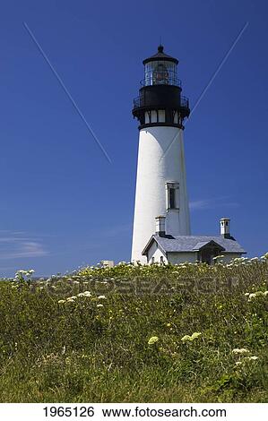 Stock Photograph - white lighthouse with a blue sky and wildflowers; newport oregon united states of america. Fotosearch
