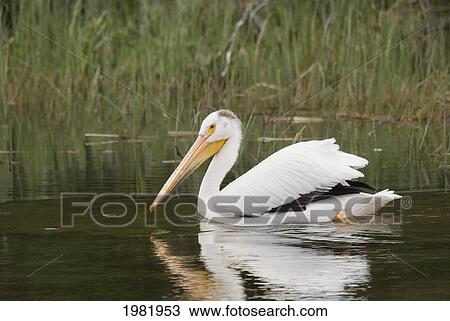 Stock Image - white pelican (pelecanus erythrorhynchos) on the water in prince albert national park; saskatchewan canada. Fotosearch