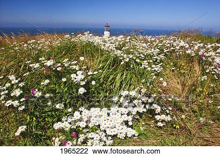 white wildflowers add beauty to north head lighthouse; ilwaco washington united states of america View Large Photo Image Stock Image - white wildflowers add beauty to north head lighthouse; ilwaco washington united states of america. Fotosearch