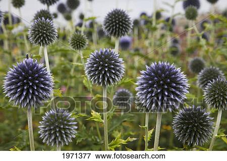 wildflowers with purple heads; scottish borders scotland View Large Photo Image Stock Photo - wildflowers with purple heads; scottish borders scotland. Fotosearch
