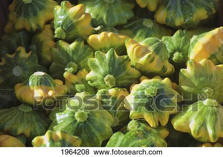 yellow and green pattypan squash; berkeley, california, united states of america View Large Photo Image Stock Photo - yellow and green pattypan squash; berkeley, california, united states of america. Fotosearch