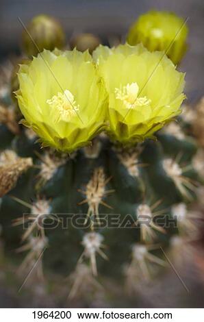 yellow cactus flower in bloom; berkeley, california, united states of america View Large Photo Image Stock Image - yellow cactus flower in bloom; berkeley, california, united states of america. Fotosearch