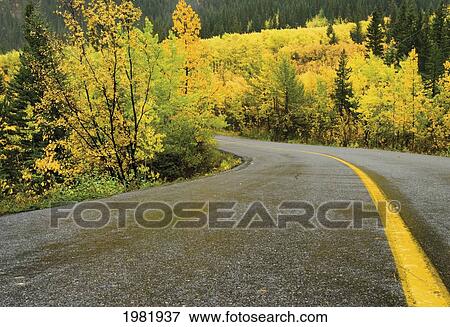 yellow road centre line and yellow trees in autumn; alberta canada View Large Photo Image Stock Photo - yellow road centre line and yellow trees in autumn; alberta canada. Fotosearch