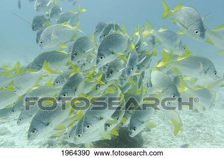 Stock Image - yellow-tailed grunt fish (anisotremus interruptus); galapagos, equador. Fotosearch