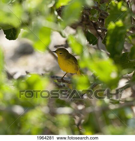 yellow warbler (dendroica petechia); galapagos, equador View Large Photo Image Stock Image - yellow warbler (dendroica petechia); galapagos, equador. Fotosearch