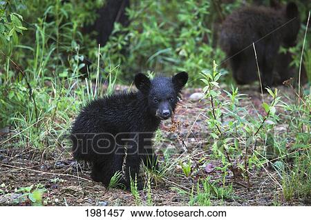 young black bear (ursus americanus) cub and sibling; centreville british columbia canada View Large Photo Image Stock Photo - young black bear (ursus americanus) cub and sibling; centreville british columbia canada. Fotosearch